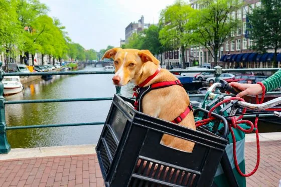 a brown dog sits in a milk crate in the front of his owner's bicycle while crossing over a canal