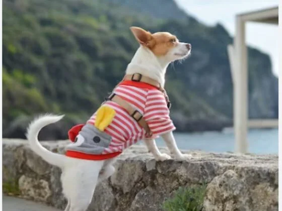 A dog in a sweater stands on a low wall looking out at the sea